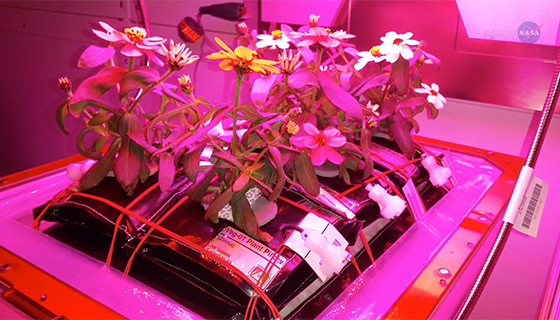 A bed of flowers blooming on the space station