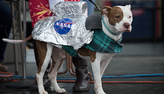 A brown and white dog wears a silver rocket pack on its back