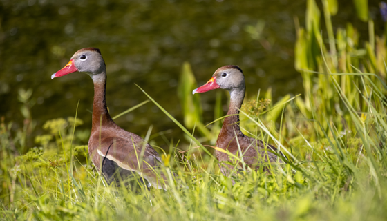 Two ducks with brown bodies, gray heads and bright orange beaks walk through an area of tall grasses