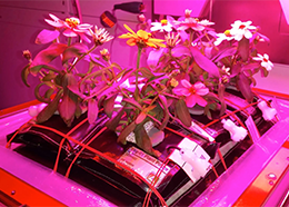A bed of flowers blooming on the space station