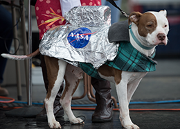 A brown and white dog wears a silver rocket pack on its back