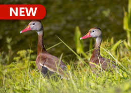 Two ducks with brown bodies, gray heads and bright orange beaks walk through an area of tall grasses