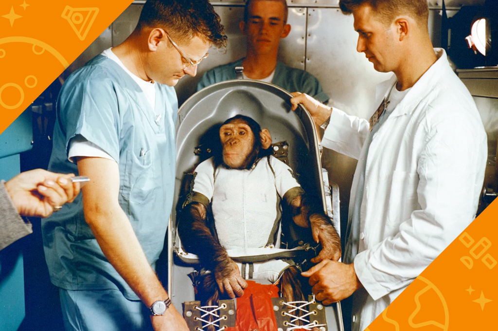 A photo of Ham the chimpanzee who was safely who safely returned from space