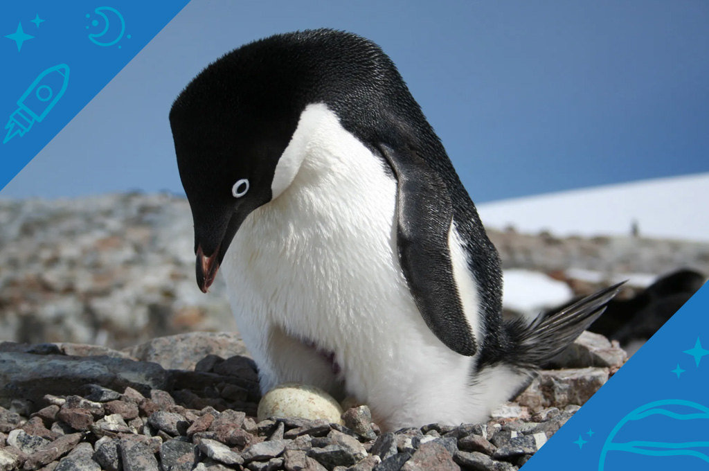 Adélie penguin nesting on the Antarctic Peninsula