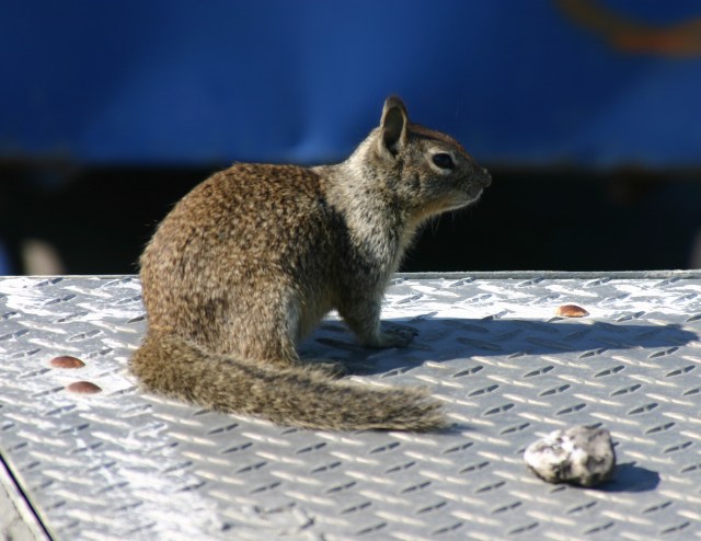 A California ground squirrel sits on the bleachers near an Ames soccer field