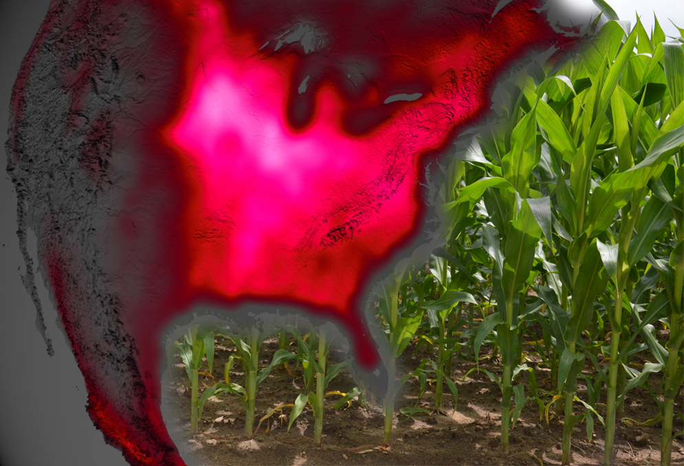 Satellite Shows High Productivity from U.S. Corn Belt