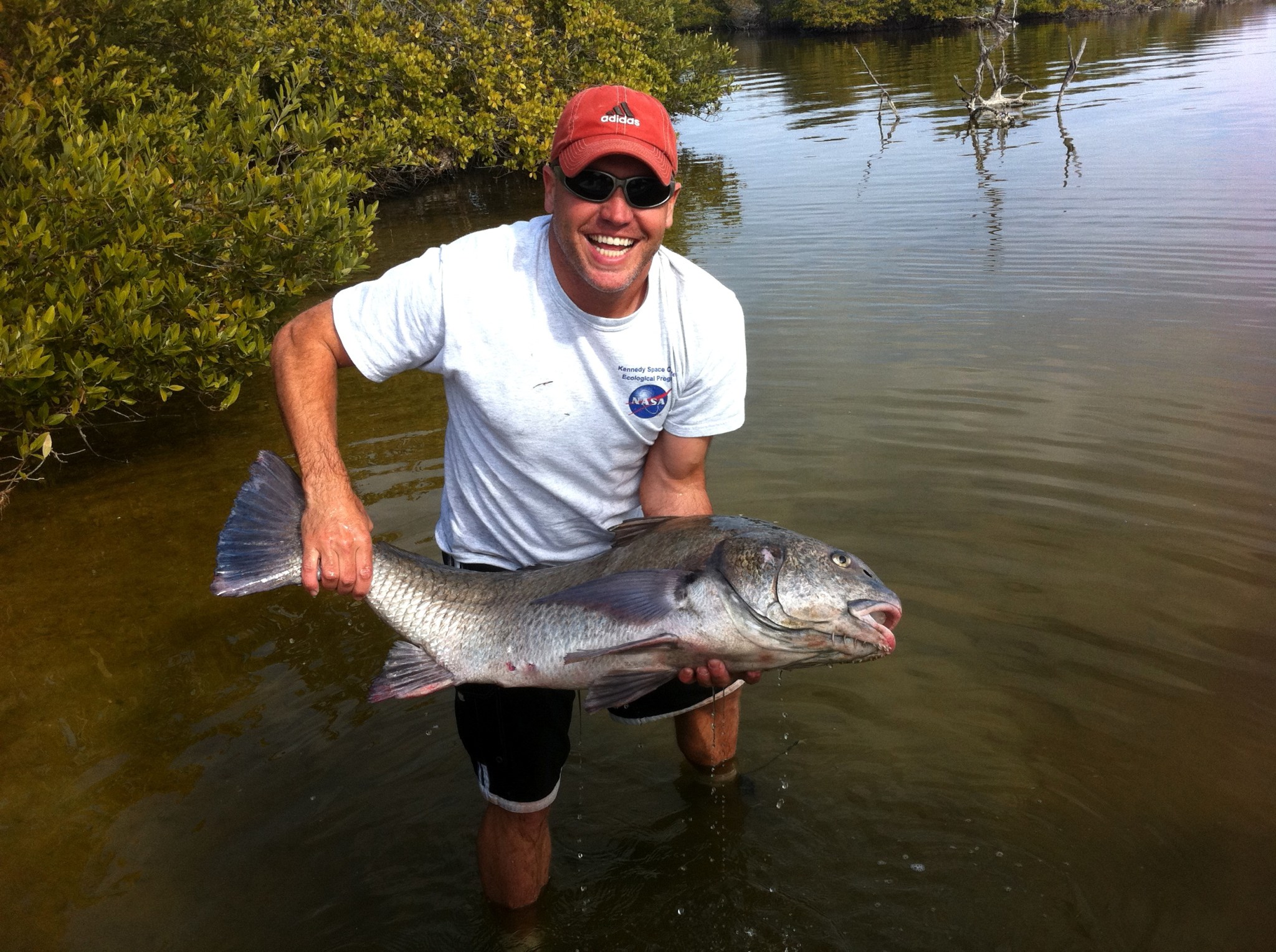 Eric Reyier, Ph.D., a fisheries biologist for InoMedic Health Applications Environmental Services, holds a black drum fish prior to inserting a small transmitter on Dec. 30, 2010.