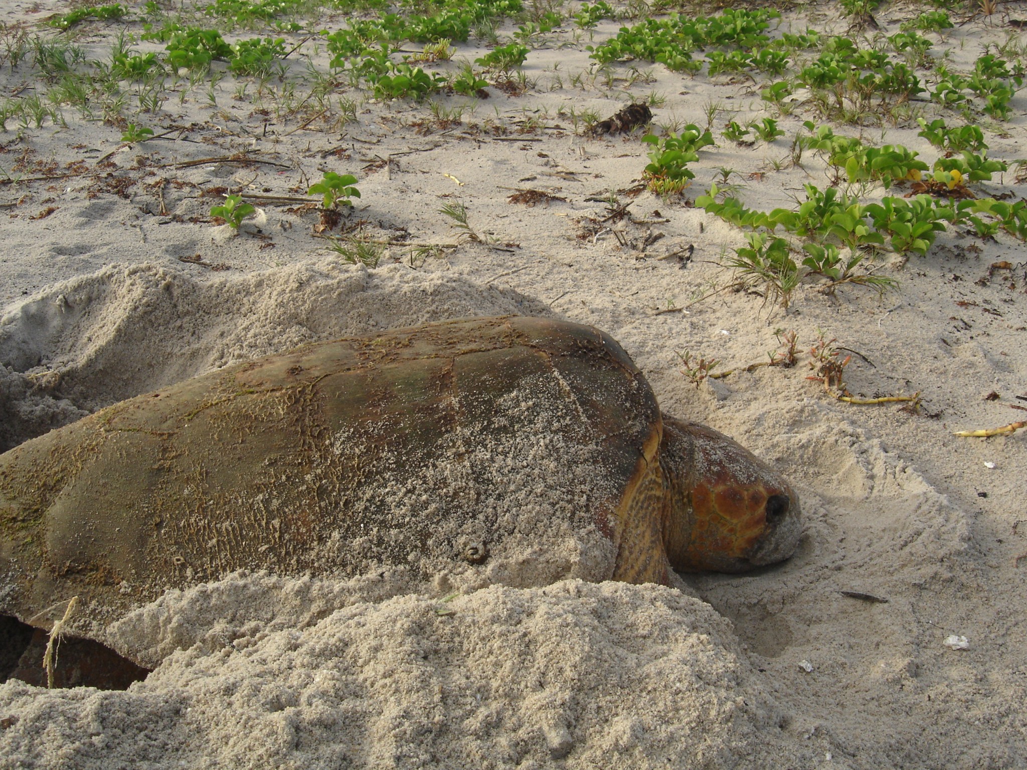 An adult loggerhead turtle is photographed on the beach at NASA's Kennedy Space Center in Florida.