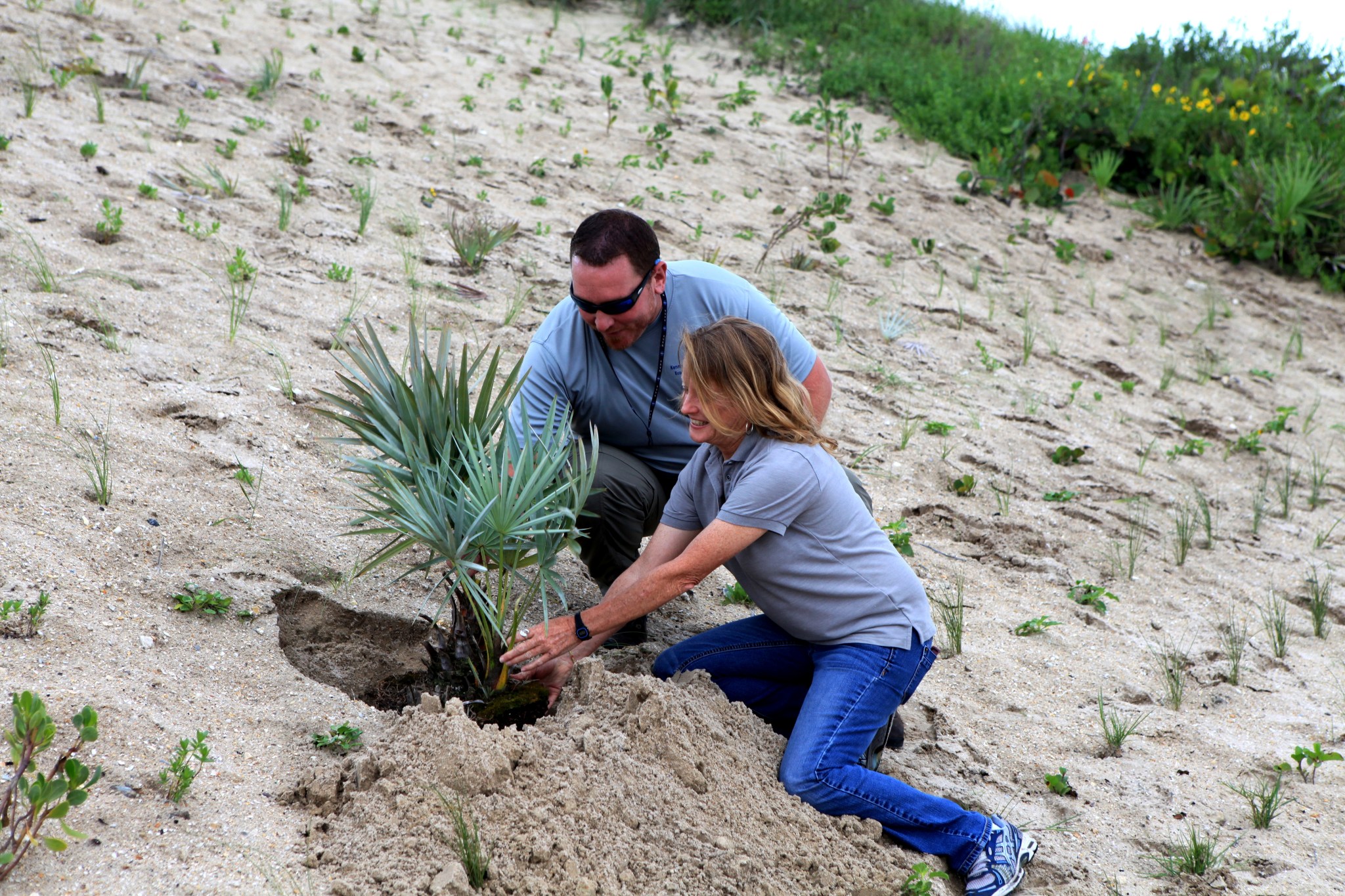 Palmetto palm planted