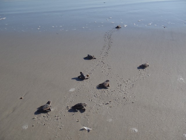 Loggerhead sea turtle hatchlings make their way to the ocean along the beach at Kennedy Space Center in Florida.