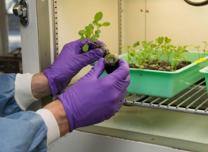 Arabidopsis thaliana and Brassica juncea are two model plants species cultivated in the ARC Plant Biology laboratory.