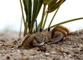 Sea life on the restored sand dune