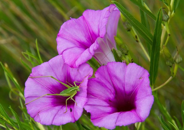 Photo of a grasshopper on a violet flower
