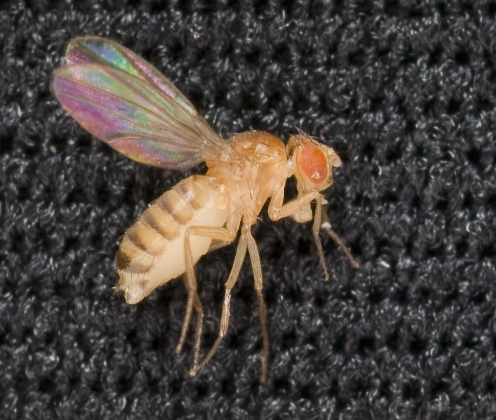 Fruit fly, Drosophila melanogaster, such as those planned for use as model organisms for variable gravity studies aboard the Int
