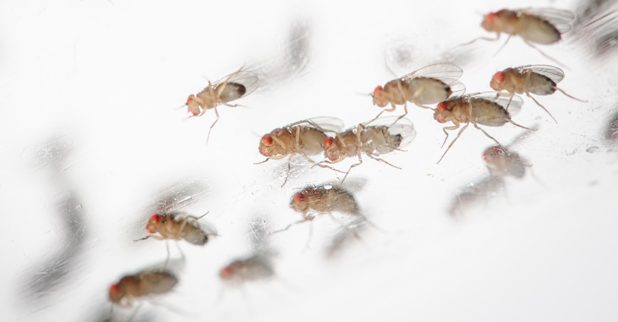 Fruit flies such as these spent one month aboard the International Space Station during the Heart Flies study.