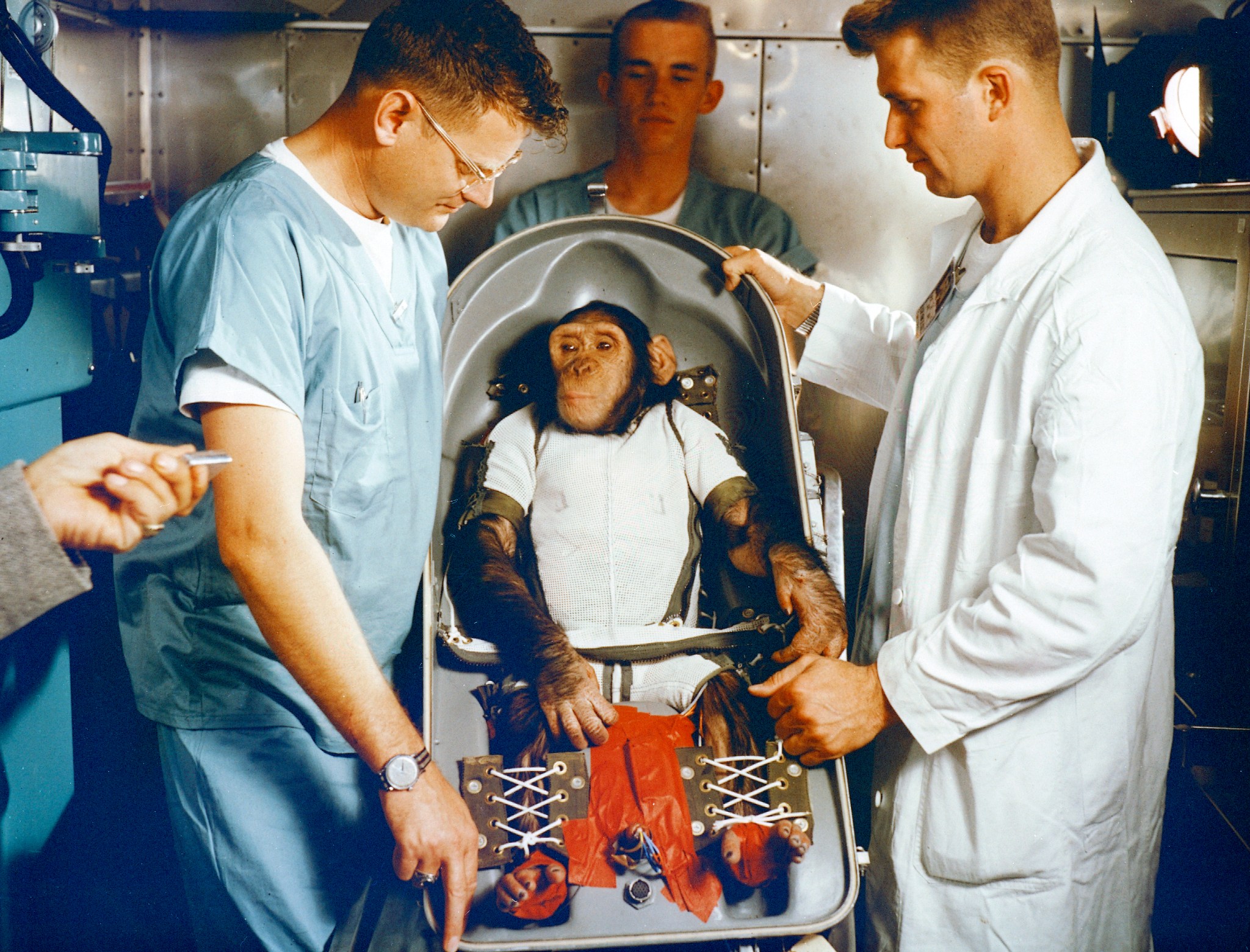 A photo of Ham the chimpanzee who was safely who safely returned from space