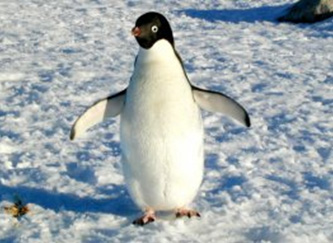 Penguin