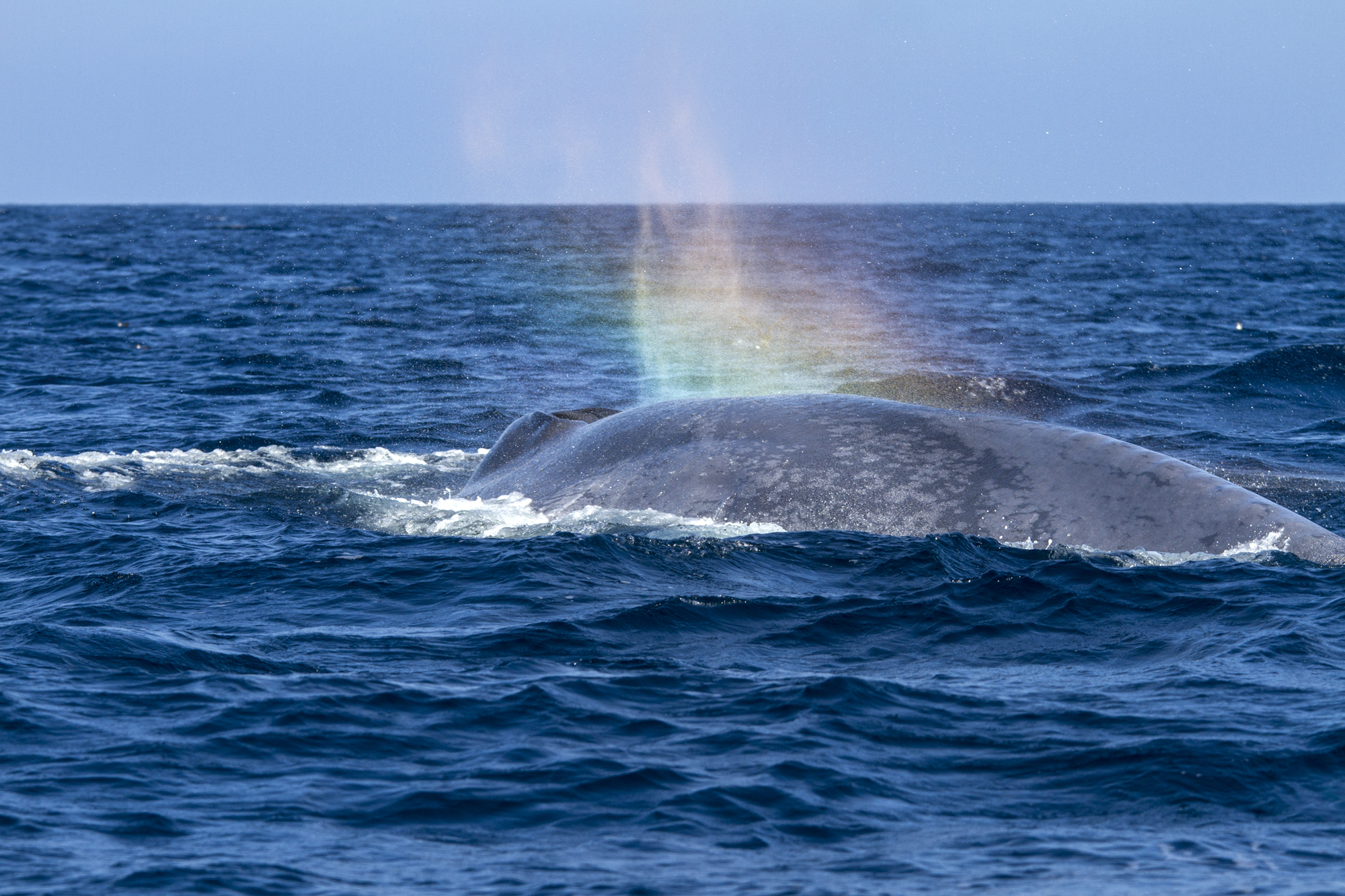 Blue whale off the coast of southern California in 2014