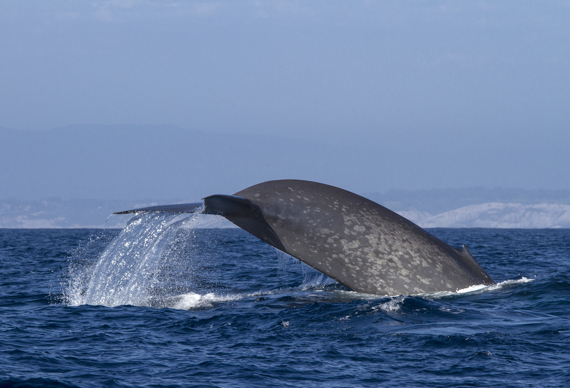 Blue whale tagged by Bruce Mate and his team off the coast of southern California, 2014.
