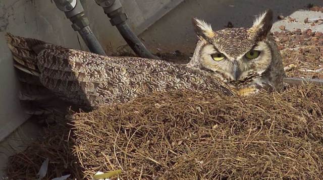 Great Horned Owl nest on top of building at White Sands Test Facility