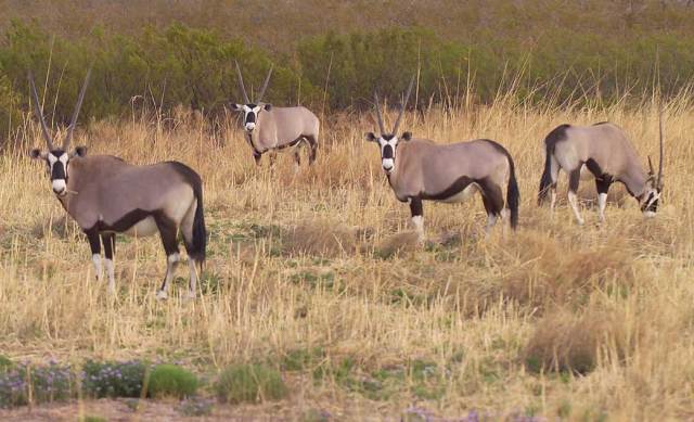 Oryx grazing in ravine at White Sand Test Facility