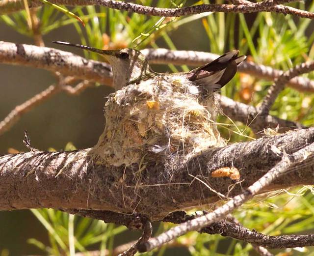 Humming bird nests in one of the trees at White Sands Test Facility.