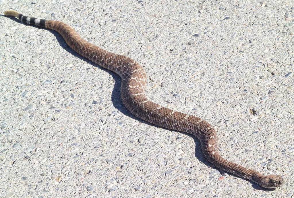 Rattle Snake