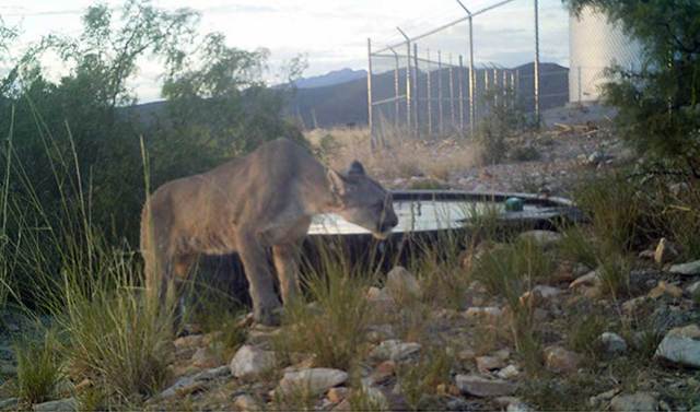 Mountain Lion caught on camera at one of our water tanks