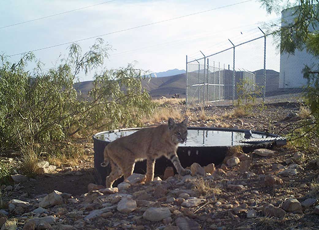 a bobcat 