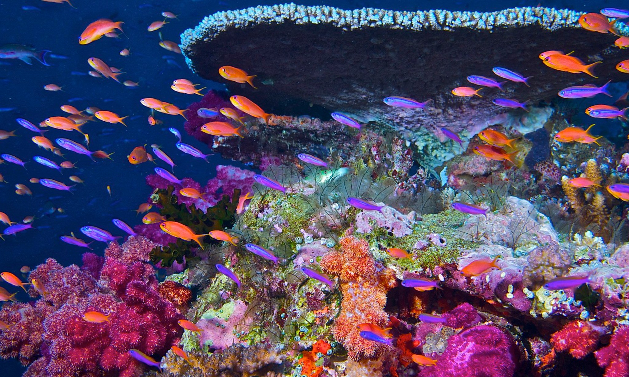 Bright, colorful image of orange and purple fish in a coral reef.