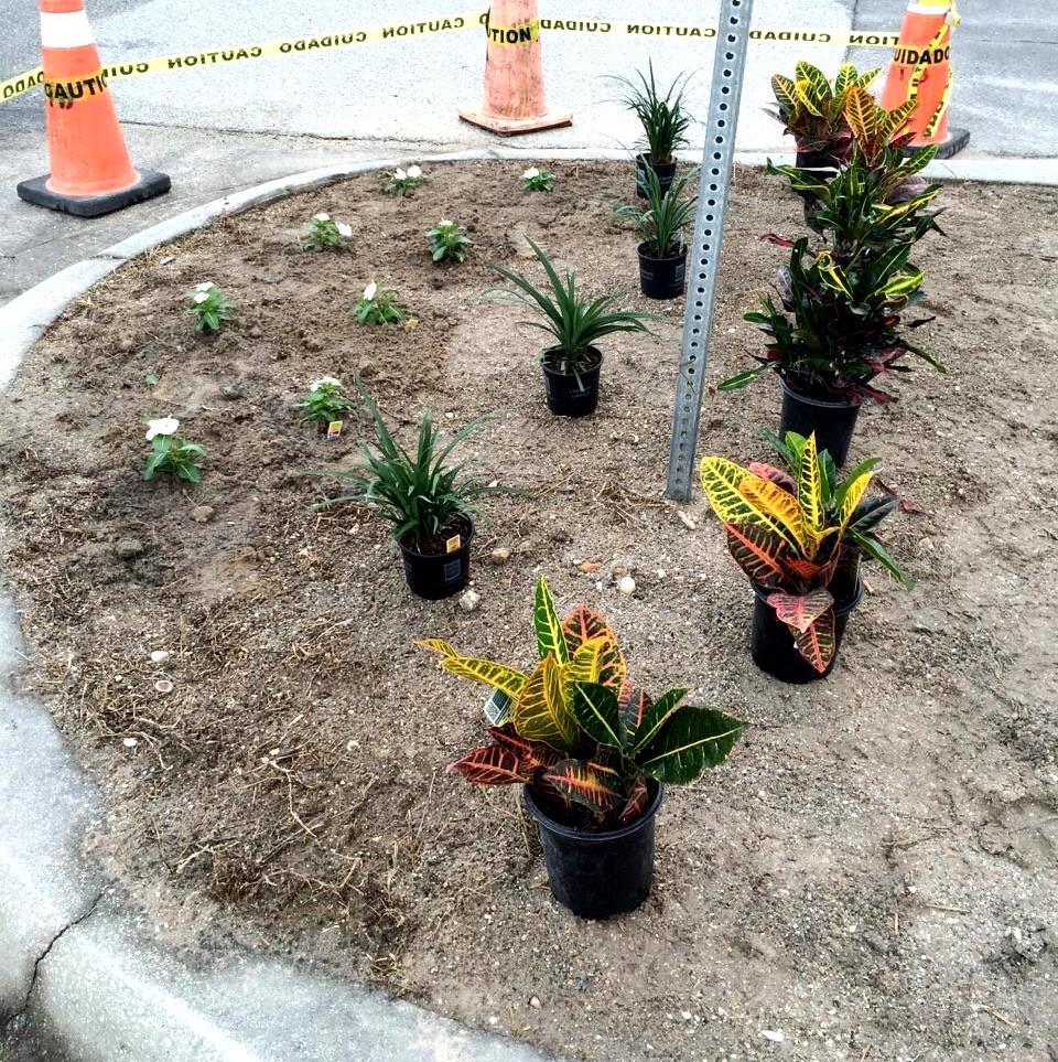 Plants for beatification