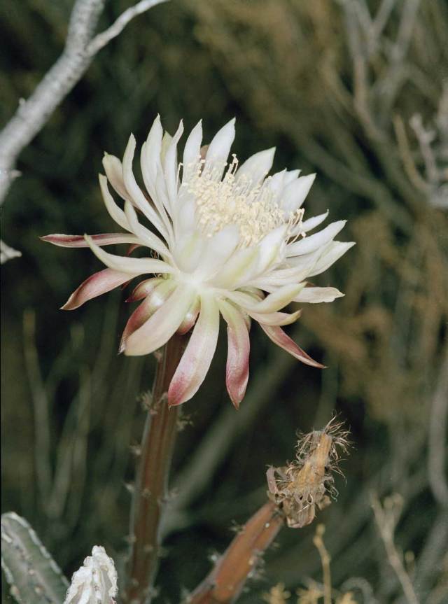 The Night Blooming Cereus blooms annually for one night only.