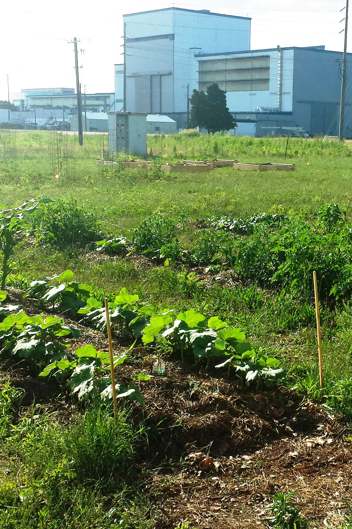 Marshall Employee Sustainable Garden