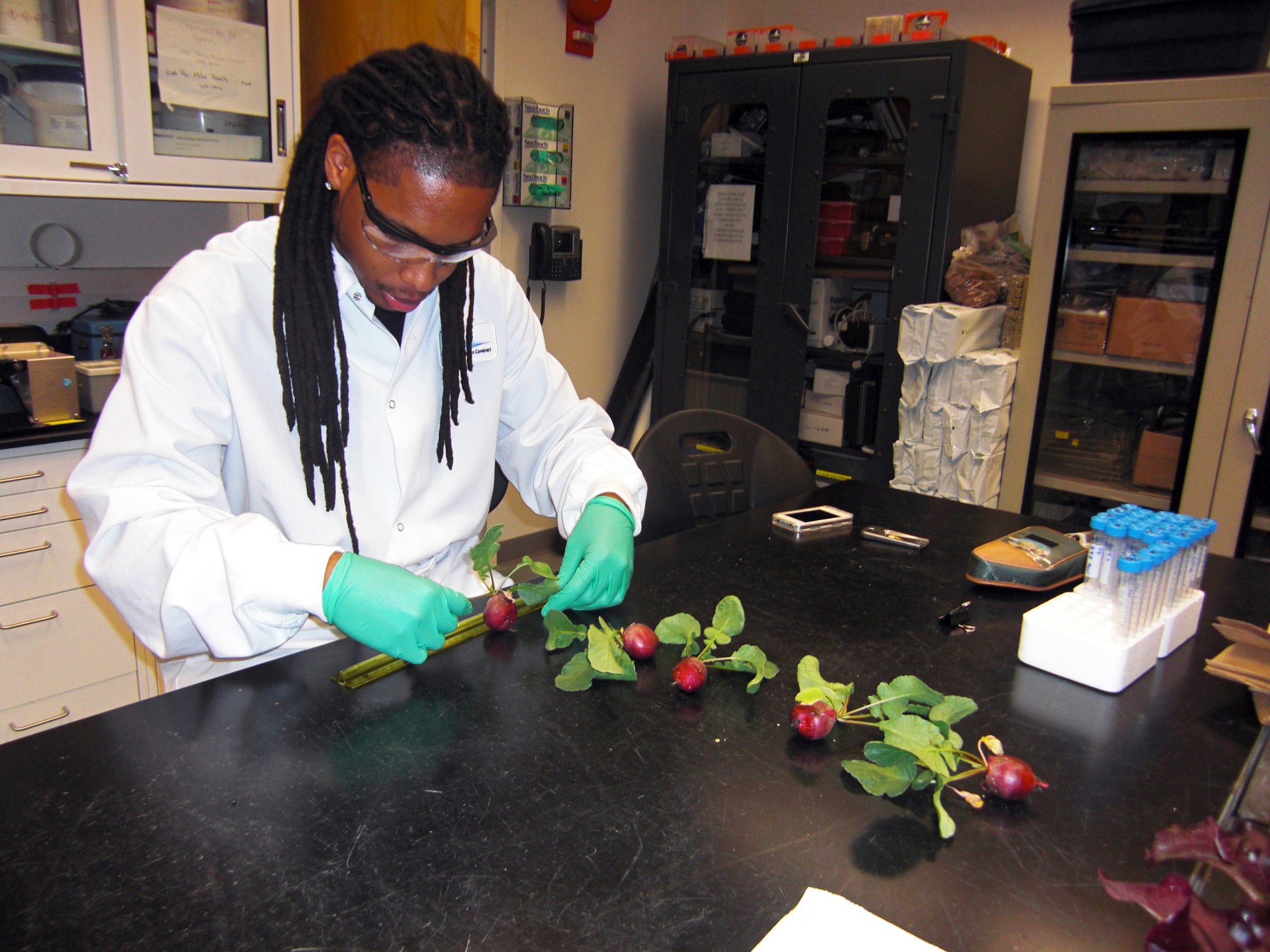 A plant biologist measures radish plants in a lab