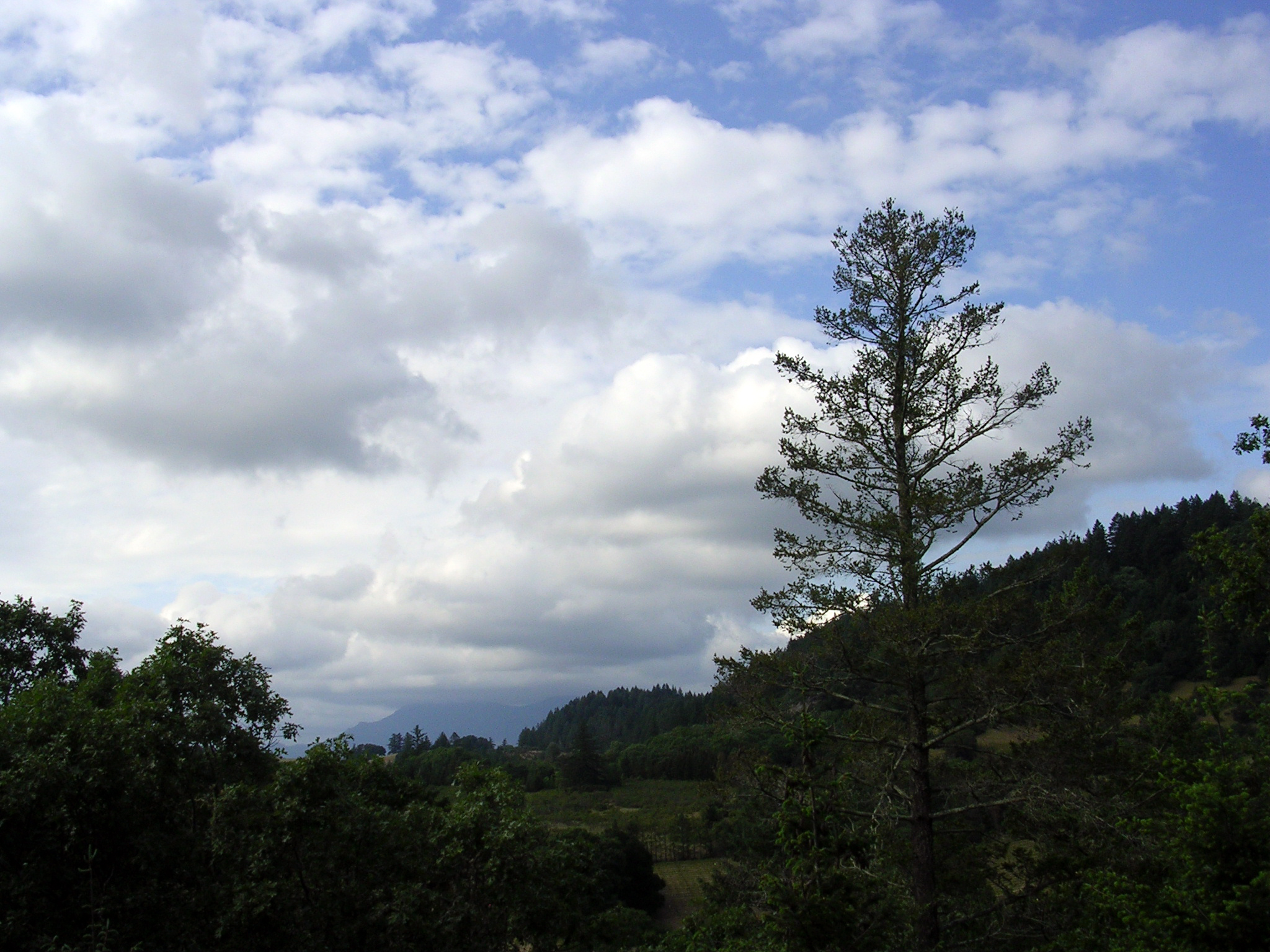 White clouds against a blue sky with trees in foreground