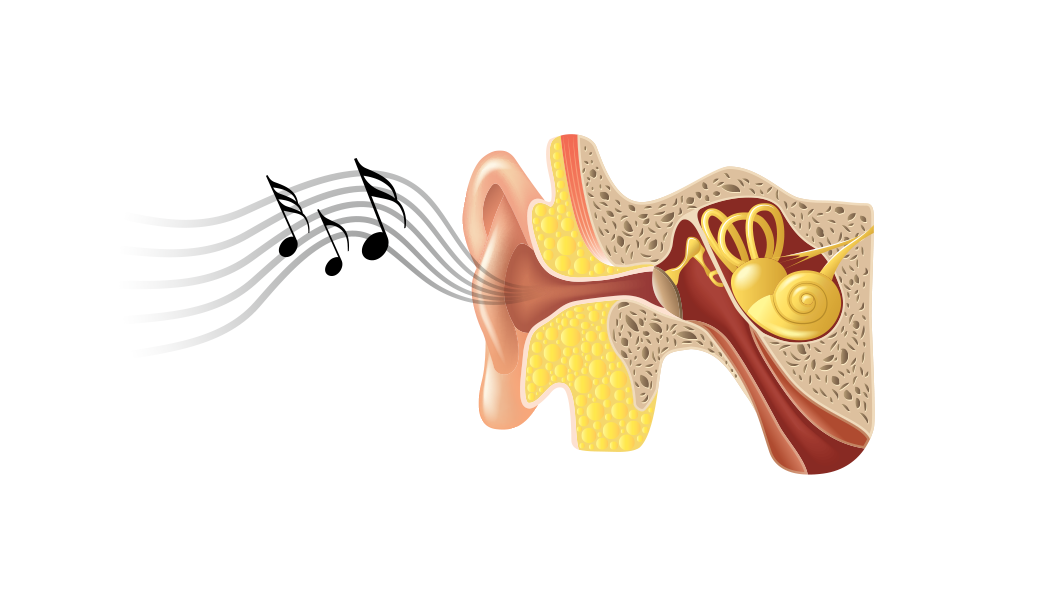 Drawing of musical notes floating toward the outside of the ear and the parts inside an ear