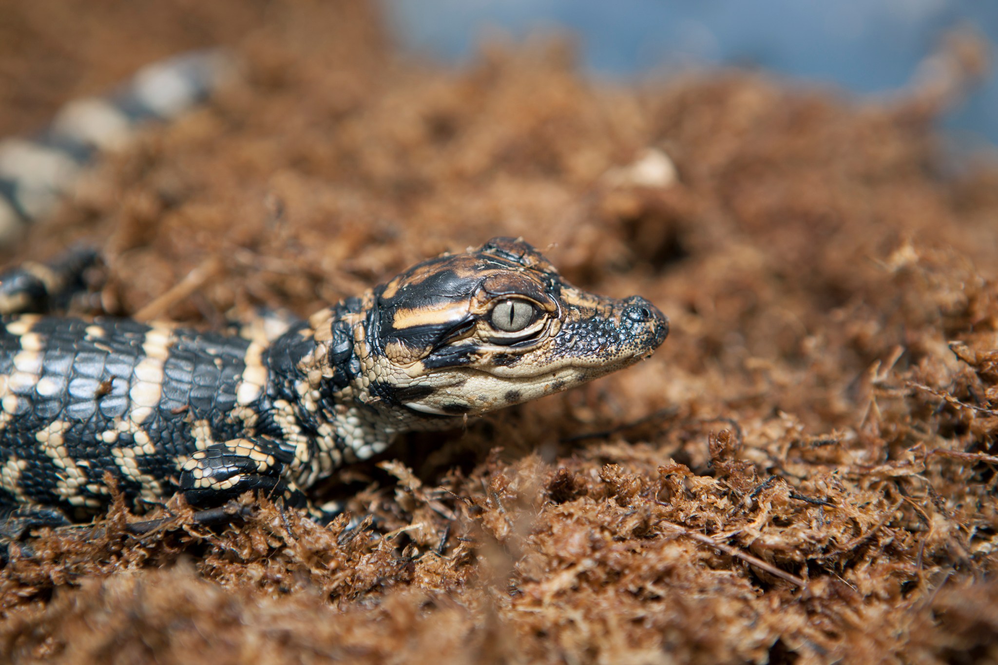 A baby alligator on top of sphagnum moss inside a laboratory at Kennedy Space Center