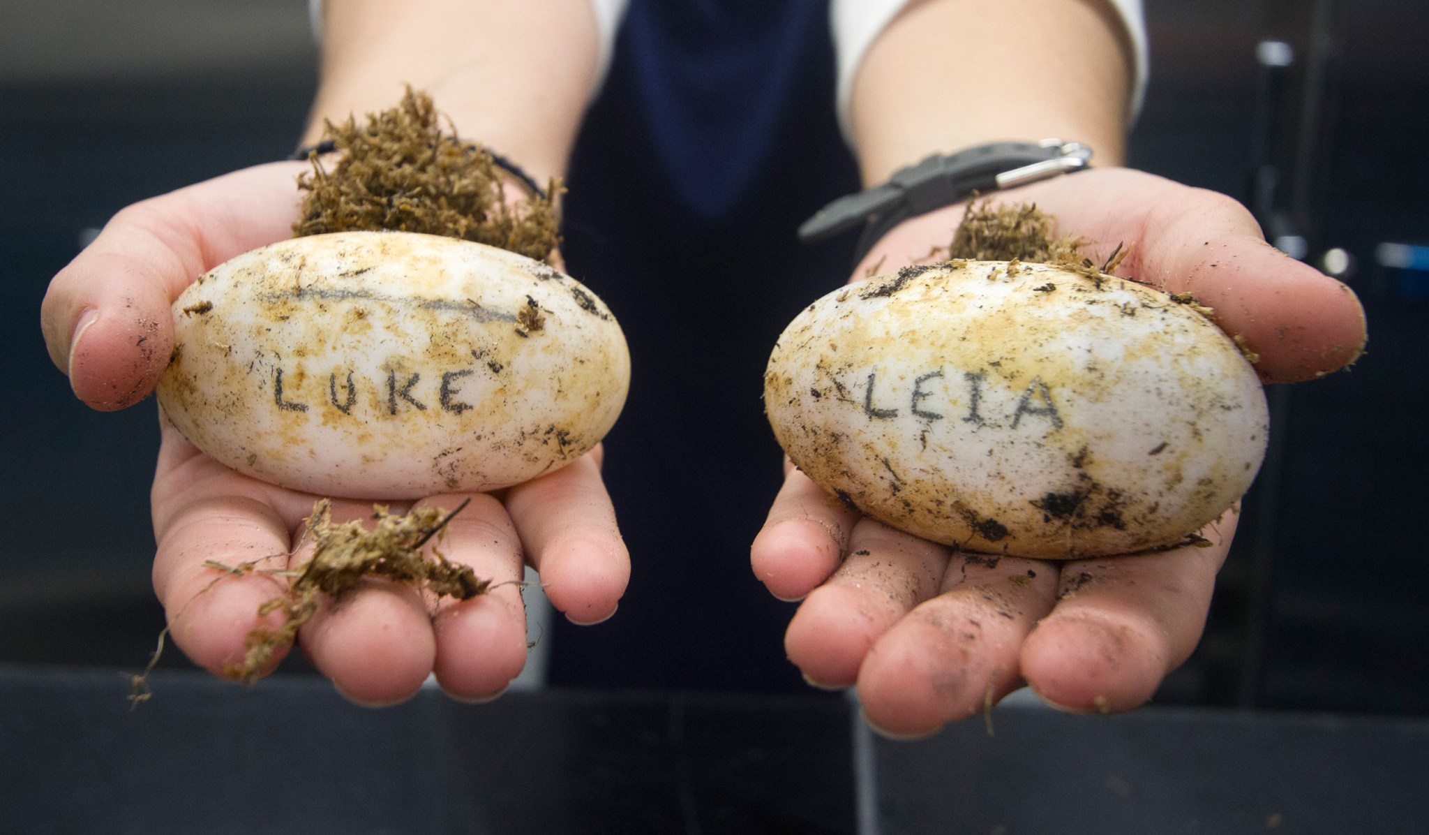 Alligator eggs marked Luke and Leia