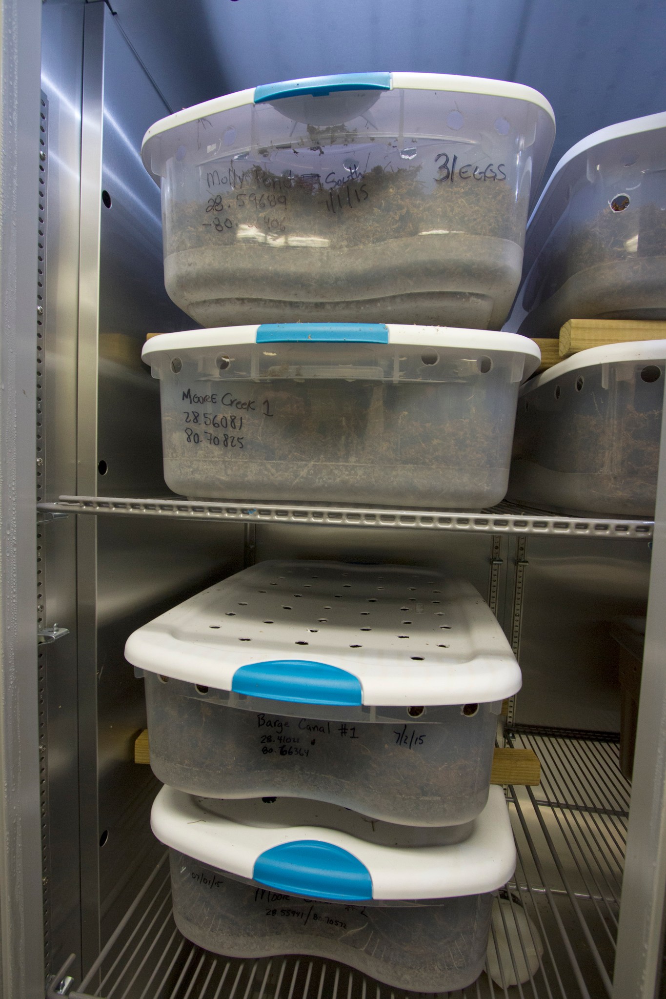 Plastic bins filled with alligator eggs in a bed of sphagnum moss are stacked inside the incubator.