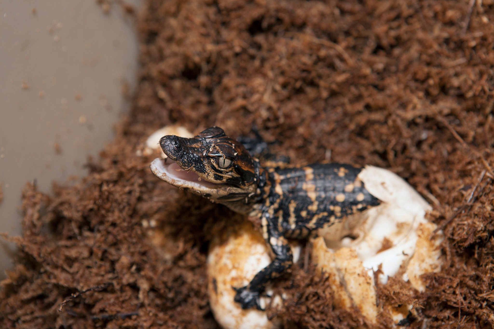 A newly hatched alligator rests inside a nesting container filled with sphagnum moss.