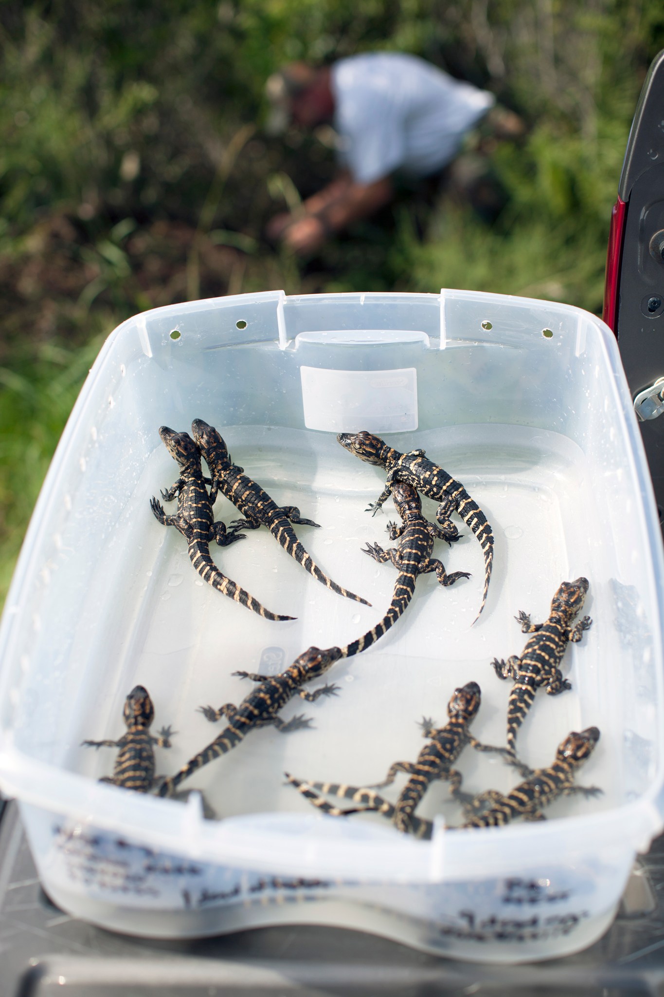 Several baby alligators wait in a plastic container as Lowers prepares to release the recently hatched reptiles.