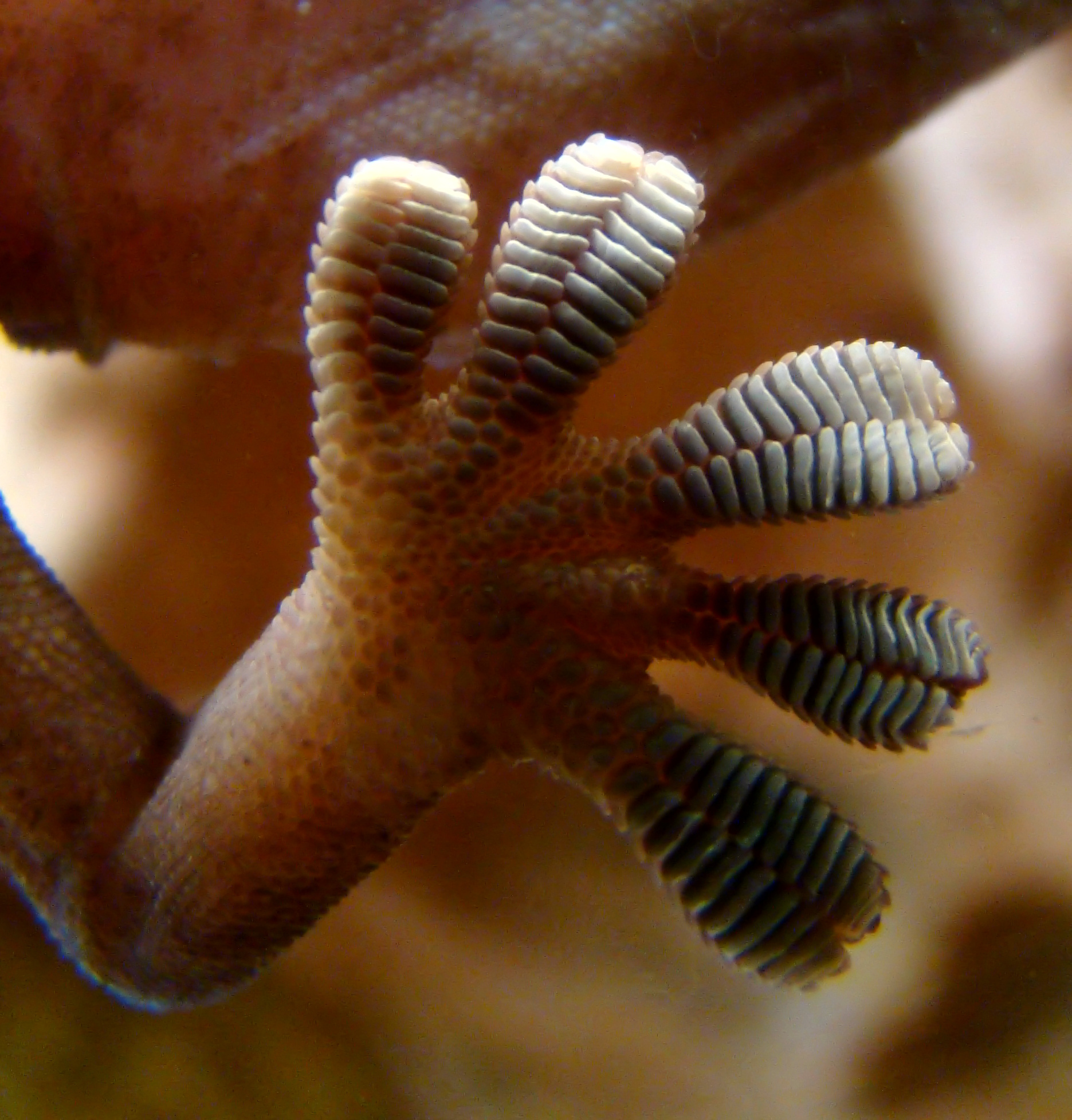 JPL researchers were inspired by gecko feet, such as the one shown here