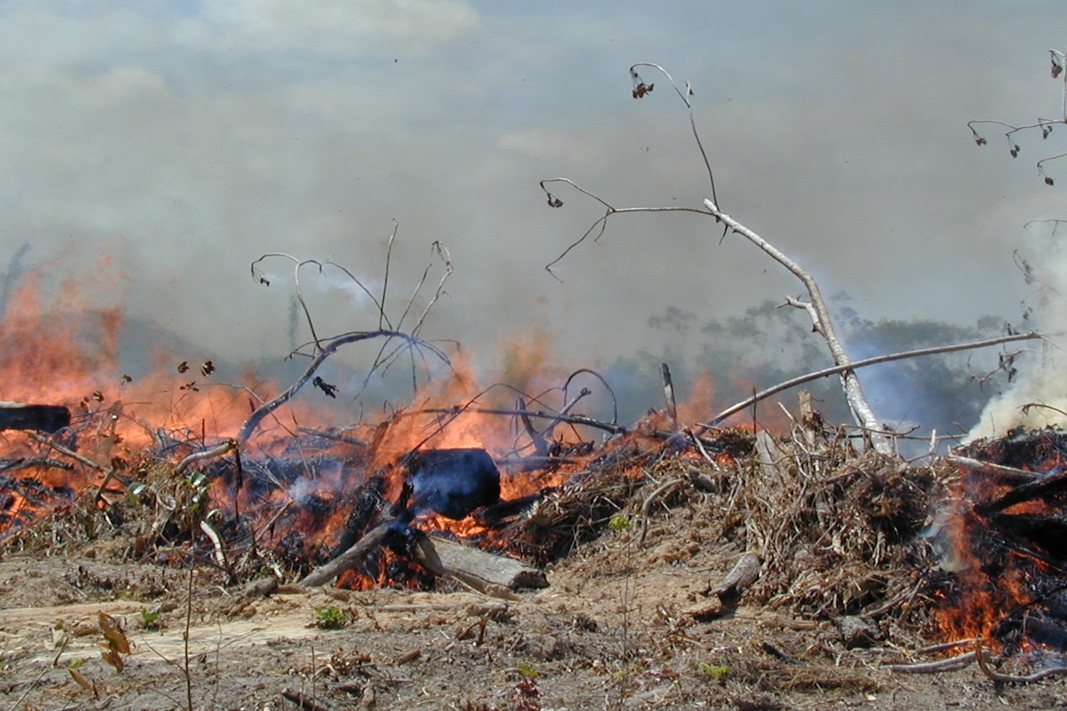 Brazilian rain forest is visible behind the smoke of an actively burning fire.