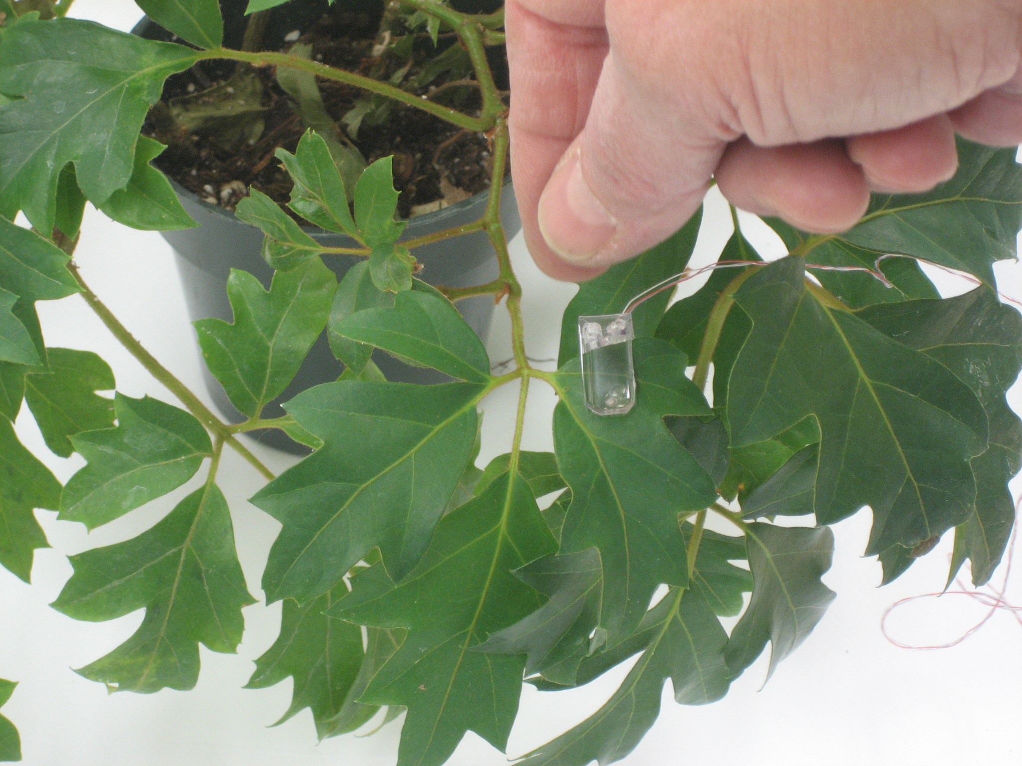 Measuring leaf thickness