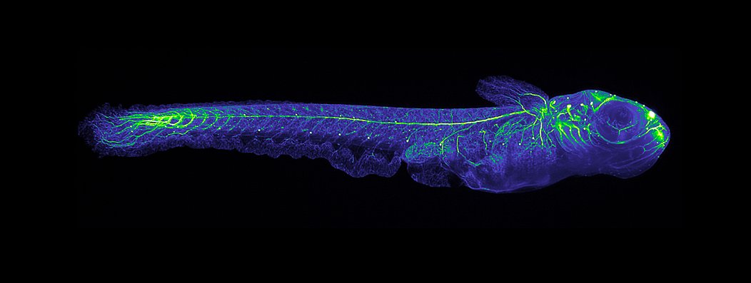 A translucent fish fills this image against a black background. Green fluorescence highlights the bones in its head and tail and its spine. 