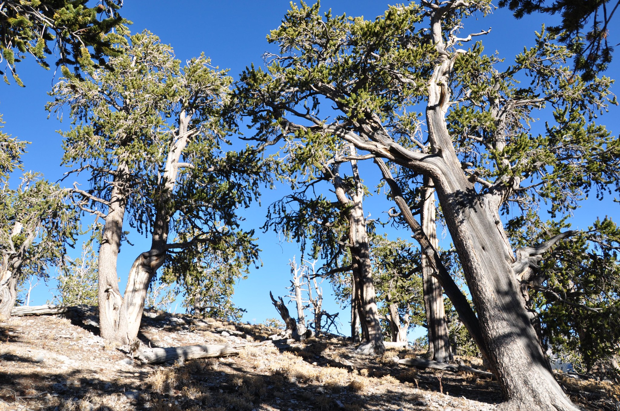 twisted pine trees on blue sky