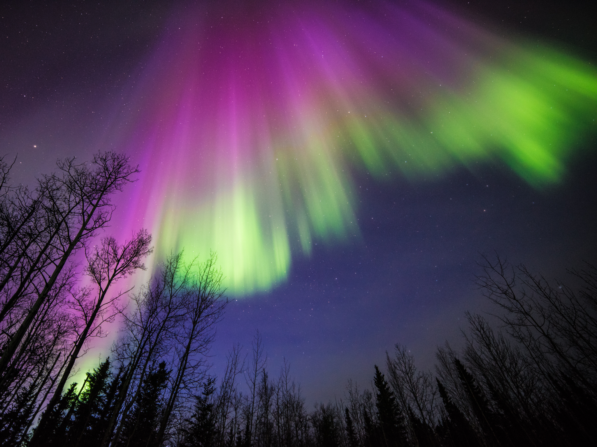 Curtains of green, pink, and purple aurora shimmer in the night sky above the treetops.