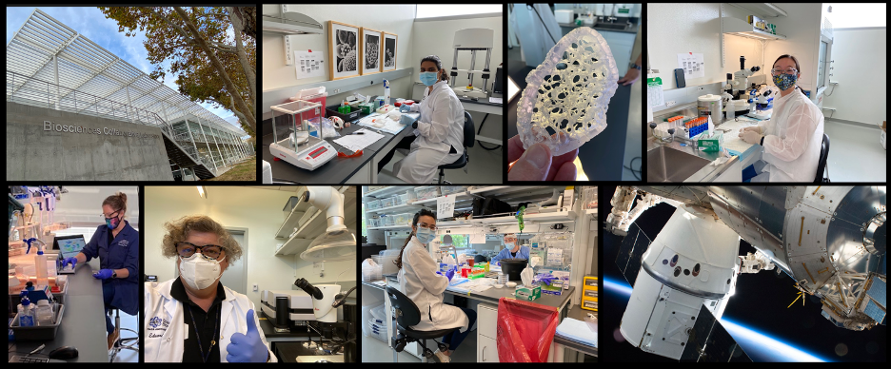 collage of images from Bone-signaling laboratory at Ames
