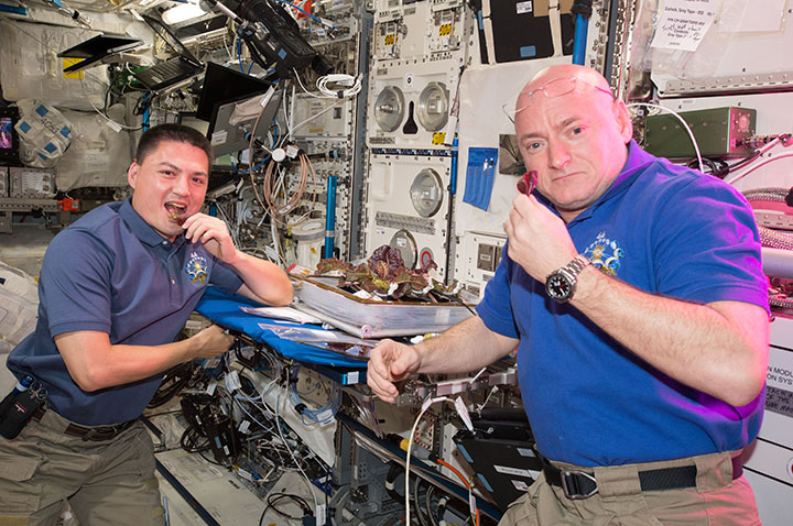 NASA astronauts Scott Kelly and Kjell Lindgren take a bite of plants harvested for the VEG-01 investigation.