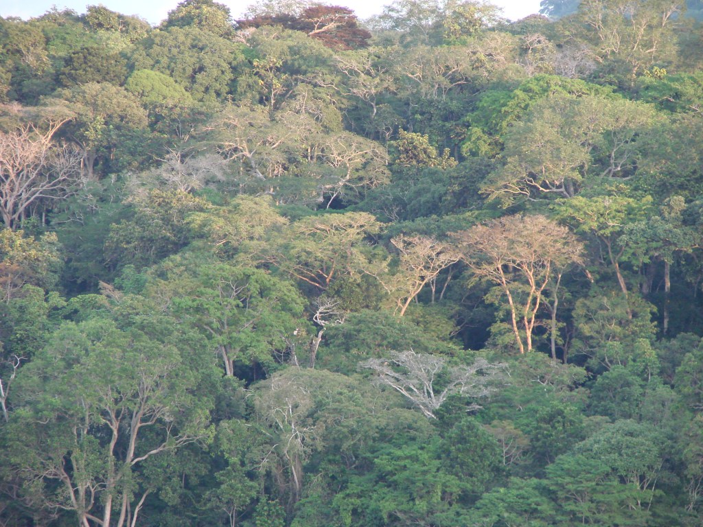 
			NASA, Partner Space Agencies Measure Forests In Gabon			